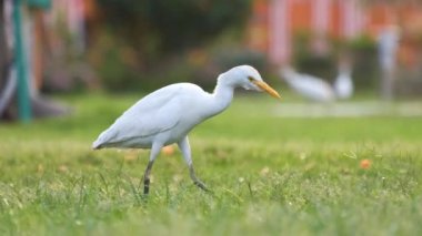 Beyaz sığır balıkçıl kuşu, aynı zamanda Bubulcus Ibis olarak da bilinir, yazın otelin bahçesinde yeşil çimlerde yürür.