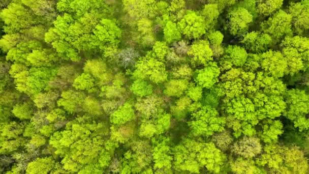 Boven naar beneden plat uitzicht op donker weelderig bos met groene bomen luifels in de zomer — Stockvideo