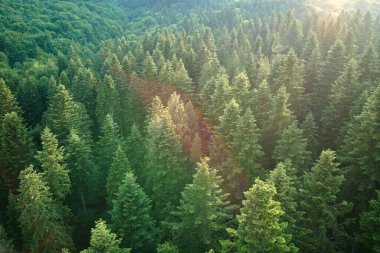 Koyu ladin ağaçlı yeşil çam ormanının havadan görünüşü. Yukarıdan orman manzarası yok
