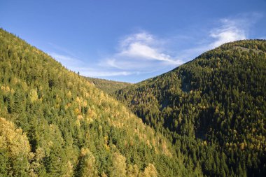 Sonbahar güneşli bir günde koyu çam ağaçları olan yüksek tepelerin havadan görünüşü. Vahşi dağ ormanlarının muhteşem manzarası.