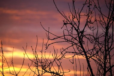 Küçük ağaçlardan ve çalılardan oluşan siyah yapraklar parlak renkli günbatımına karşı güneş ışığıyla aydınlanan canlı bulutlarla aydınlandı.