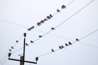 Elektrik kablolarına tüneyen küçük vahşi kuş sürüsü.