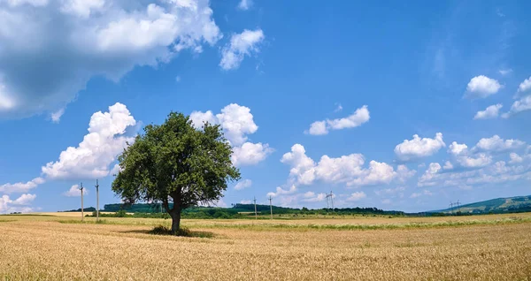 Parlak yaz gününde ekili sarı tarım tarlaları ile olgunlaşan ekinler arasında büyüyen yeşil bir ağacın hava manzarası. — Stok fotoğraf