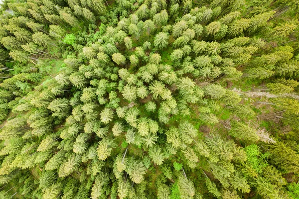 Widok z lotu ptaka zielony las sosnowy z baldachimami świerków w górach letnich — Zdjęcie stockowe
