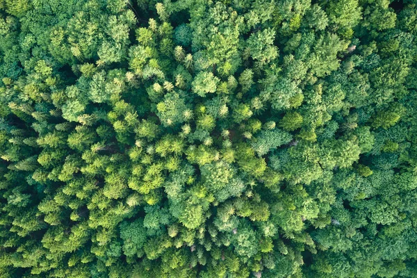 Luftaufnahme eines grünen Kiefernwaldes mit dunklen Fichten. Nördliche Waldlandschaft von oben — Stockfoto