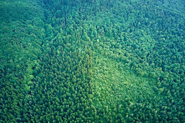 Veduta aerea della verde pineta con abeti rossi scuri. Paesaggio boschivo dall'alto — Foto Stock