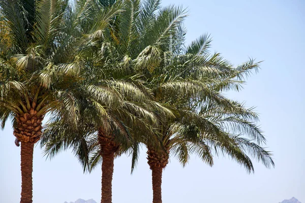 Hermosas palmeras de coco verde en la playa tropical contra el cielo azul. Concepto vacaciones de verano — Foto de Stock