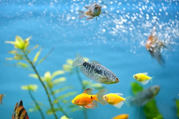 Pesci esotici colorati che nuotano in acquario blu intenso con piante tropicali verdi — Foto Stock