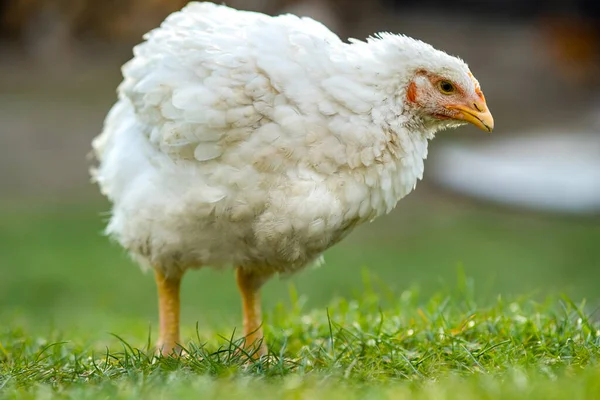 As galinhas alimentam-se do tradicional celeiro rural. Close up de frango em pé no pátio do celeiro com grama verde. Conceito de criação de aves de capoeira — Fotografia de Stock