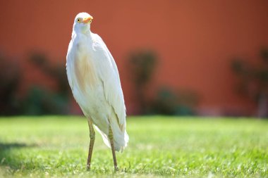 Beyaz sığır balıkçıl kuşu, aynı zamanda Bubulcus Ibis olarak da bilinir, yazın otelin bahçesinde yeşil çimlerde yürür.