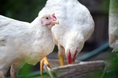 Geleneksel kırsal çiftlik çiftliğinde tavuk besleniyor. Bahçedeki çimlerin üzerinde yeşil çimlerle duran evcil tavuk. Serbest tarım kümes hayvanları konsepti