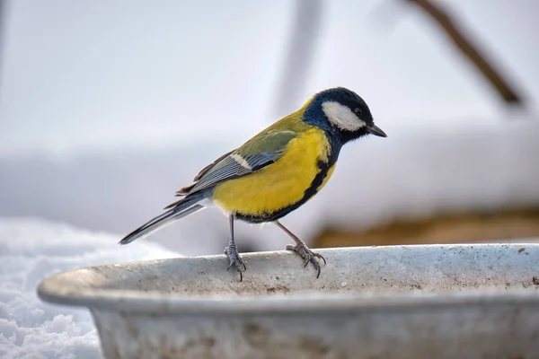 Yellow wild tit bird looking for food on cold winter day — Foto de Stock