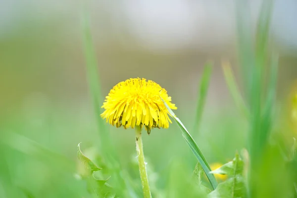 Fiori di tarassaco gialli che sbocciano sul prato estivo nel verde giardino soleggiato — Foto Stock