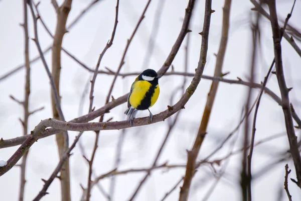 Yellow wild tit bird perching on tree branch on cold winter day — Zdjęcie stockowe