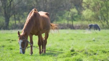 Çiftlik otlaklarında otlayan ince kestane atı.