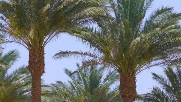 Krásné zelené kokosové palmy vlnící se ve větru na tropické pláži proti modré obloze. Koncept letních prázdnin — Stock video