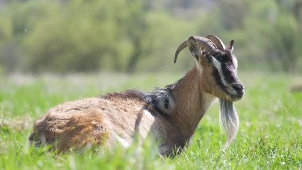 Domestic milk goat with long beard and horns resting on green pasture grass on summer day. Feeding of cattle on farm grassland — Stock Video