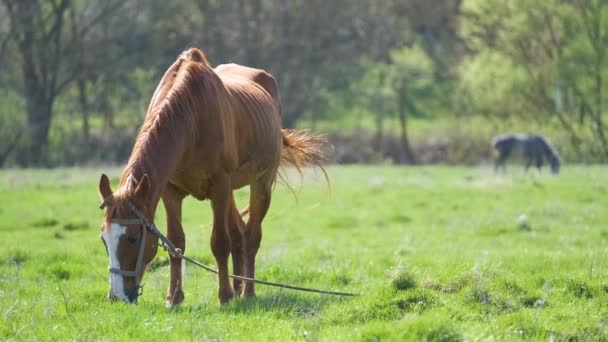 Caballo castaño delgado comiendo hierba mientras pastorea en pastizales de granja — Vídeos de Stock