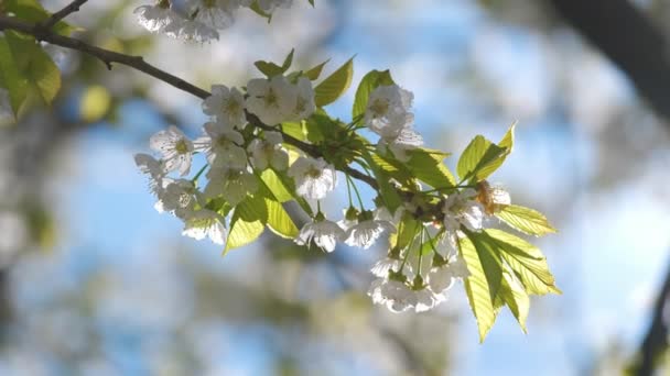 Twigs van kersenboom met witte bloeiende bloemen in het vroege voorjaar — Stockvideo