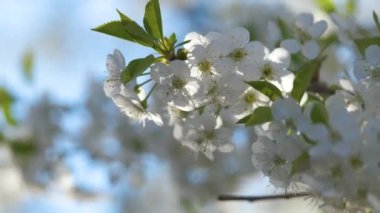 Baharın başında çiçek açan kiraz ağacının dalları