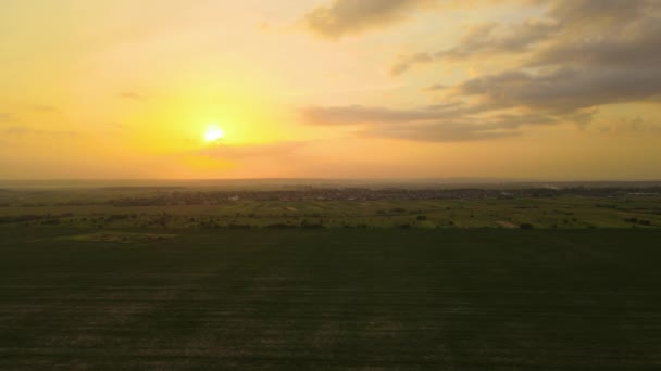 Luftaufnahme von grünen kultivierten landwirtschaftlichen Feldern mit wachsenden Pflanzen und entfernten Dorfhäusern an einem hellen Sommerabend — Stockvideo