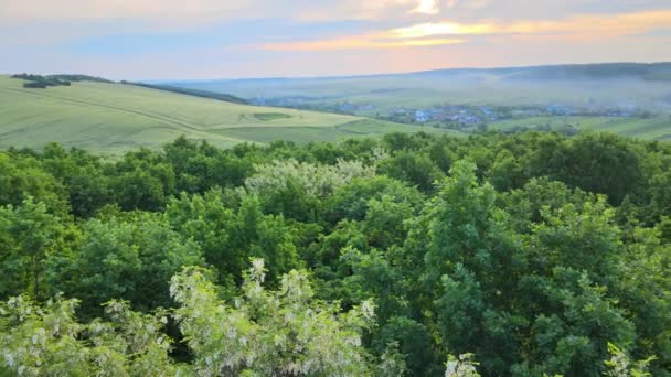 Aerial view of dark lush forest with blooming green trees canopies in spring — Stock Video