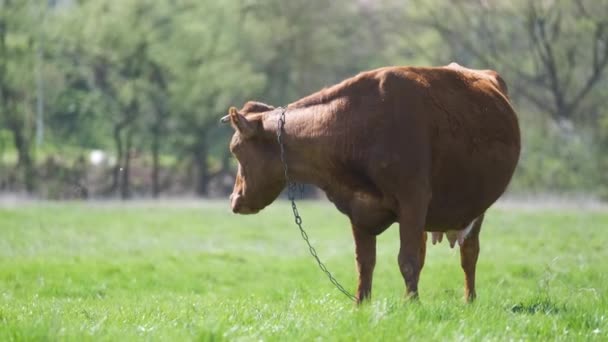 Süt ineği, yaz günü yeşil çiftlik otlaklarında otlayan sineklerden bıktı. Parazitler çiftlik arazilerinde sığırlarda rahatsızlık yaratıyor. — Stok video