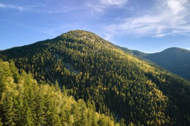 Parlak bir sonbahar günü koyu ladin ormanlarının olduğu yamaçtan. Vahşi dağ ormanlarının güzel manzarası