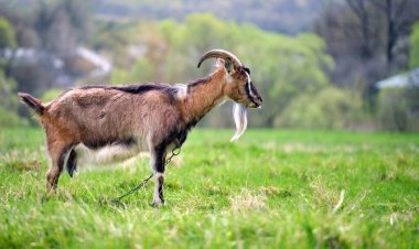 Uzun sakallı, yeşil çayırlarda otlayan yerli süt keçisi. Çiftlik arazilerinde sığır beslemek