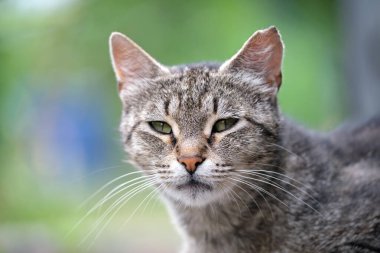 Yazın açık havada dinlenen gri kedinin portresi.