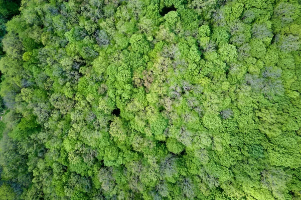 Наверху плоский вид на пышный лес с зелеными навесами деревьев летом — стоковое фото