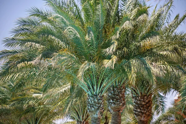 Schöne grüne Kokospalmen am tropischen Strand vor blauem Himmel. Sommerferienkonzept — Stockfoto