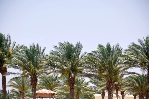Mavi gökyüzüne karşı tropik sahilde güzel yeşil hindistan cevizi palmiyeleri. Yaz tatili kavramı — Stok fotoğraf