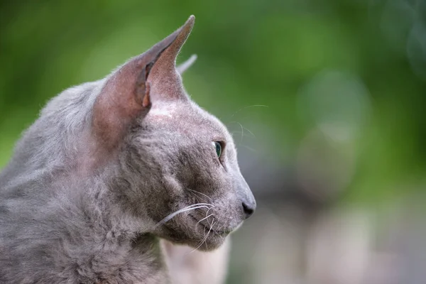 大きな灰色怒っている見るスフィンクス品種野良猫休み上のストリート屋外で夏 — ストック写真