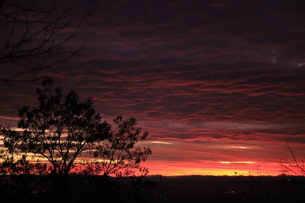 Donker gebladerte van kleine bomen en struiken tegen heldere kleurrijke zonsondergang hemel met levendige wolken verlicht met ondergaande zon licht — Stockfoto