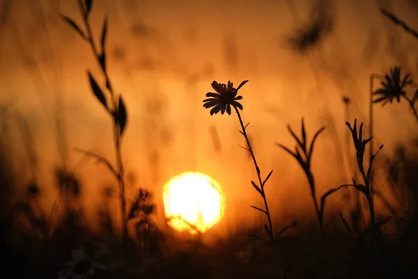 Темные силуэты диких цветов против яркого красочного неба заката с заходящим солнцем — стоковое фото