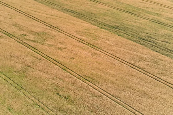 明るい夏の日に熟した小麦と黄色の栽培農業分野の空中風景 — ストック写真