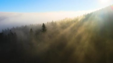 Sonbahar gündoğumunda karanlık dağ ormanları üzerinde parlak sisli bir sabah manzarası. Şafak vakti vahşi ormanın güzel manzarası