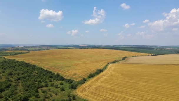 Aerial landscape view of yellow cultivated agricultural field with dry straw of cut down wheat after harvesting — Stockvideo