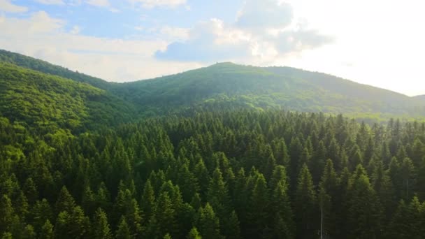 Vista aérea de pinhal verde com árvores de abeto escuro cobrindo colinas de montanha. Paisagem de bosques notáveis de cima — Vídeo de Stock