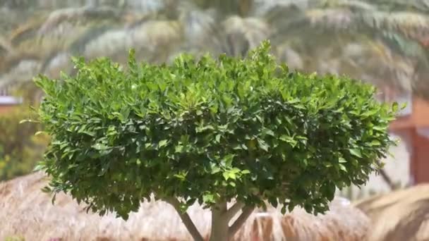 Κοντινό πλάνο του φρέσκου πράσινου δέντρου με ξύλινο κορμό και ζωντανά πράσινα φύλλα που φυτρώνουν στον καλοκαιρινό κήπο — Αρχείο Βίντεο