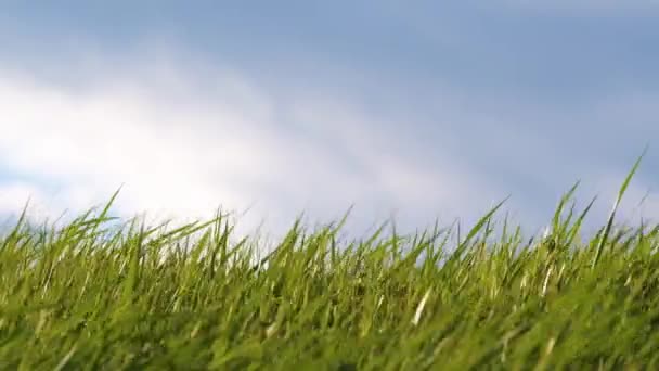 夏に芝生の上で強い風の下で揺れる長いブレードを持つ緑の草の閉鎖 — ストック動画