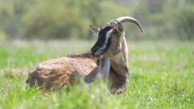 Uzun sakallı ve boynuzlu yerli süt keçisi yaz günü yeşil çayır çimlerinde dinleniyor. Çiftlik otlaklarında sığır beslemek