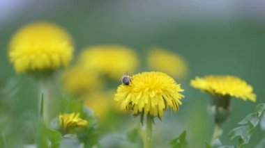 Bal arısı sarı karahindiba çiçekleri üzerinde nektar topluyor yeşil güneşli bahçede yaz çayırlarında çiçek açıyor