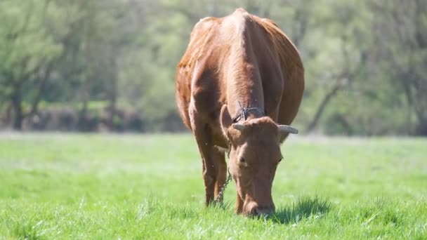 夏の日に緑の農場牧草地で牛乳牛の放牧。農地草原での牛の餌やり — ストック動画