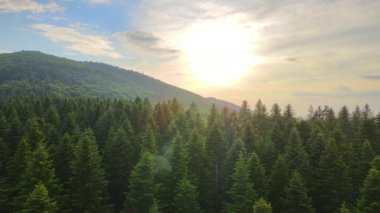 Gün batımında dağ tepelerini kaplayan koyu ladin ağaçlı yeşil çam ormanlarının hava manzarası. Yukarıdan orman manzarası yok