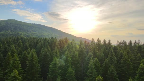 Widok z lotu ptaka na zielony las sosnowy z ciemnymi świerkami pokrywającymi wzgórza górskie o zachodzie słońca. Krajobraz leśny Nothe z góry — Wideo stockowe