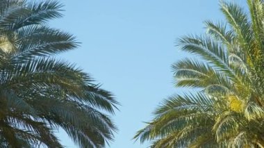 Güzel yeşil hindistan cevizi palmiyeleri mavi gökyüzüne karşı tropikal sahilde rüzgarda sallanıyor. Yaz tatili kavramı