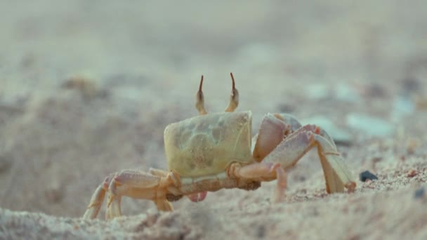 海のビーチで砂の穴に隠れている野生のカニのクローズアップ — ストック動画