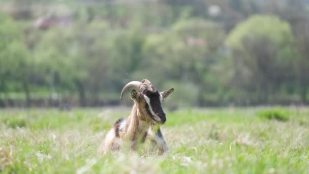 Cabra lechera doméstica con barba larga y cuernos que descansan sobre hierba de pasto verde en el día de verano. Alimentación de ganado en pastizales agrícolas — Vídeo de stock